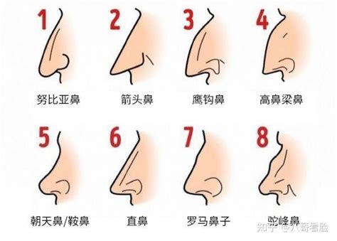 鼻子看面相|14种鼻型图解 最全鼻子看相解读命运